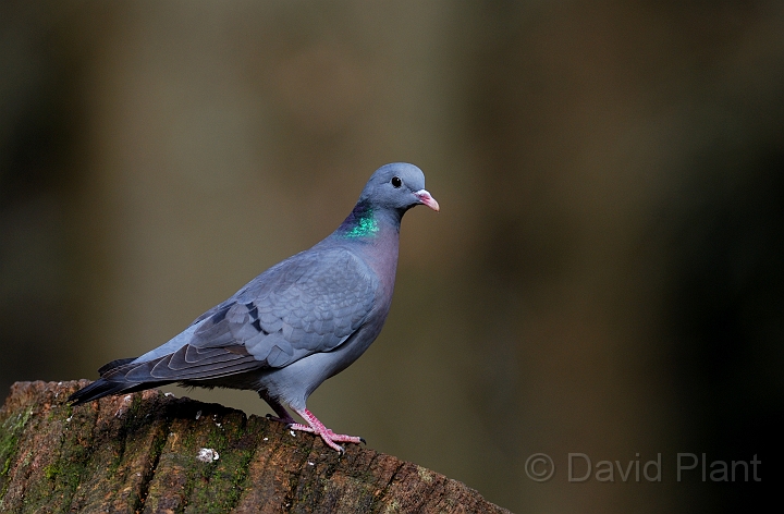 Stock dove - A.jpg - Stock dove - Forest of Dean